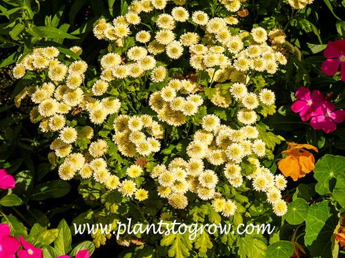 Yellow Magic Feverfew (Tanacetum)